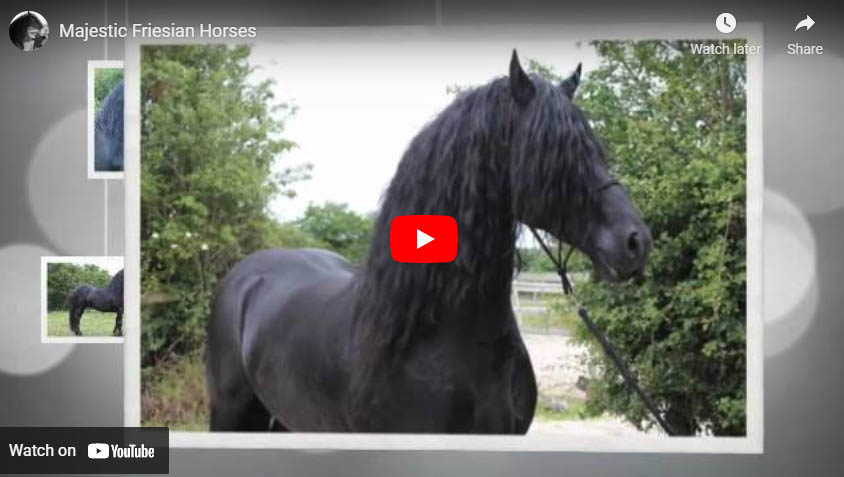 Majestic Friesian Horses